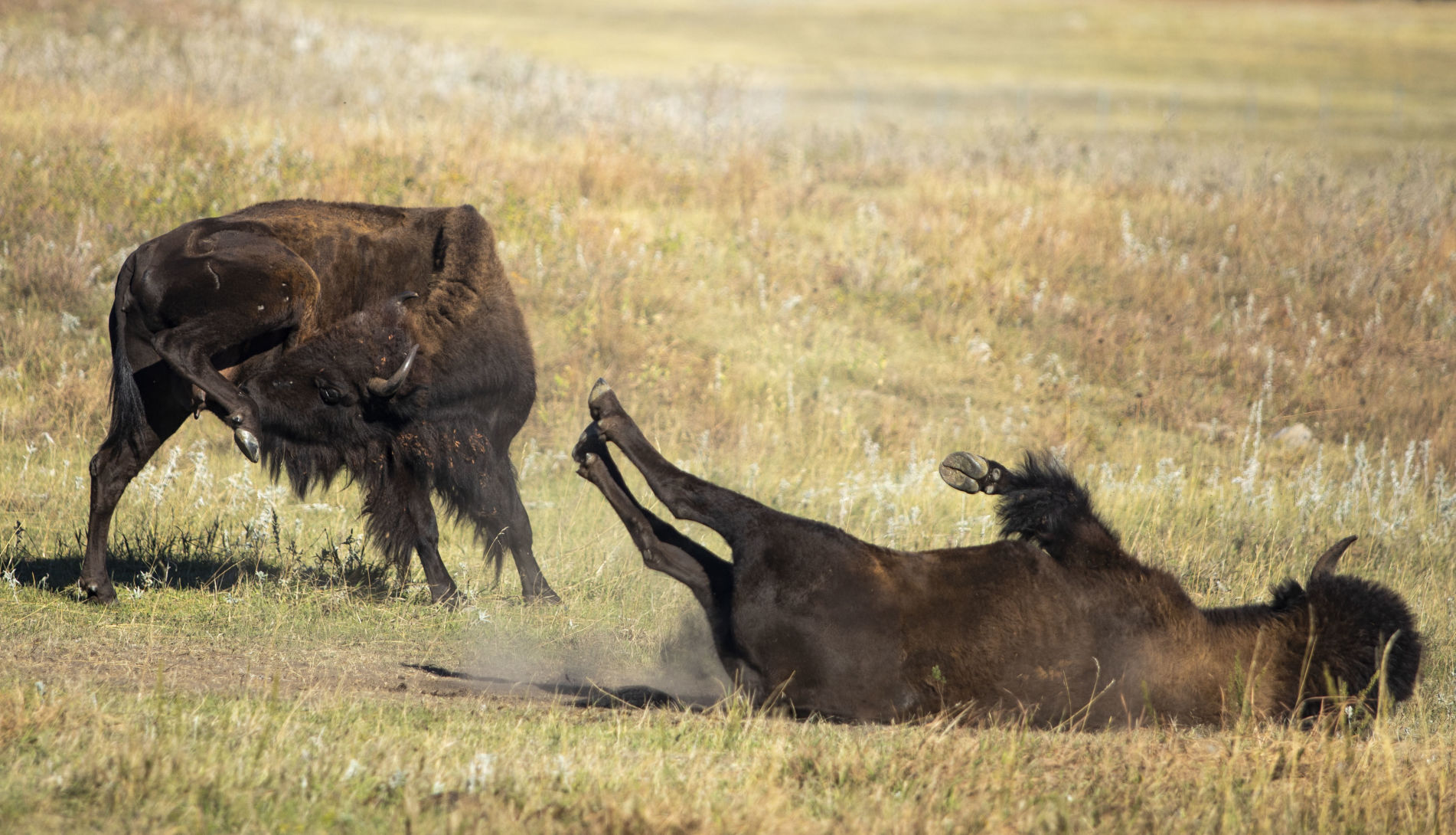 Buffalo 7
